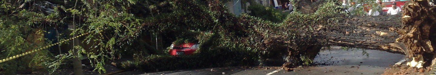Posso cortar o galho da árvore do meu vizinho?